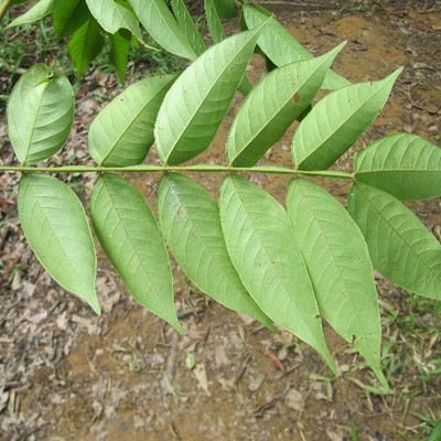 Inga thibaudiana — leaf