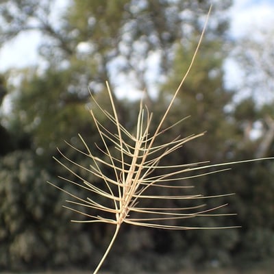 Taeniatherum caput-medusae — flower
