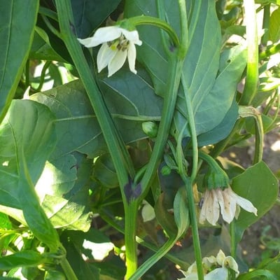 Capsicum annuum — flower