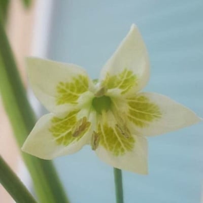 Capsicum baccatum — flower