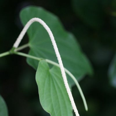 Piper marginatum — flower