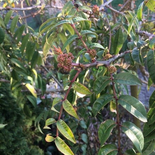 Zanthoxylum clava-herculis — flower