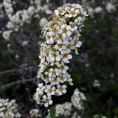 Spiraea hypericifolia — flower