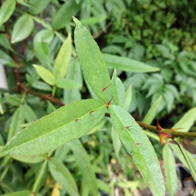 Zanthoxylum armatum — leaf