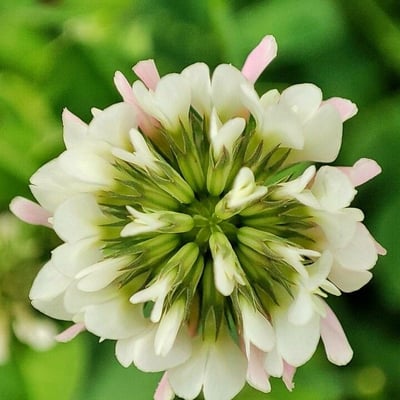 Trifolium nigrescens — flower