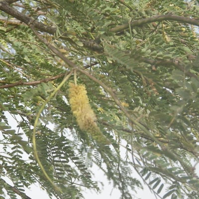 Prosopis africana — leaf
