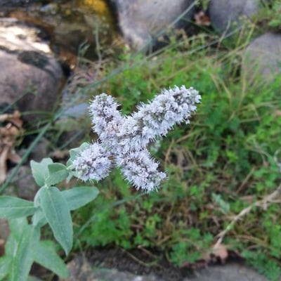 Mentha longifolia — flower