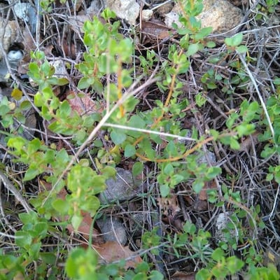 Thymus piperella — leaf