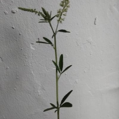Melilotus albus — flower