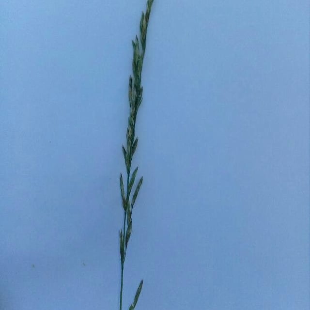 Festuca pratensis — flower