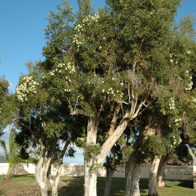 Melaleuca leucadendra — habit