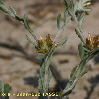 Filago lutescens — flower