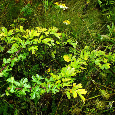 Crataegus rhipidophylla — leaf