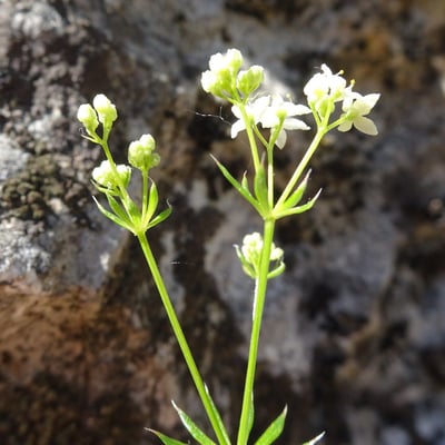 Galium anisophyllon — flower