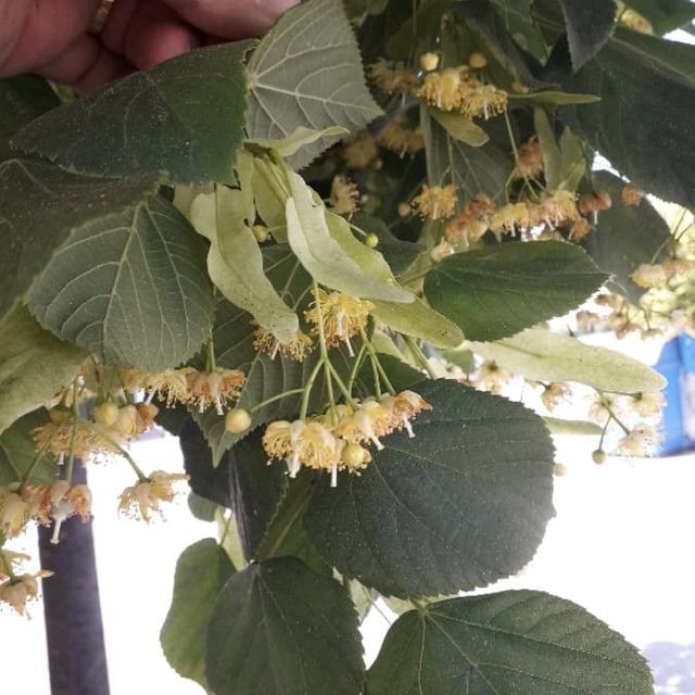 Tilia platyphyllos — flower