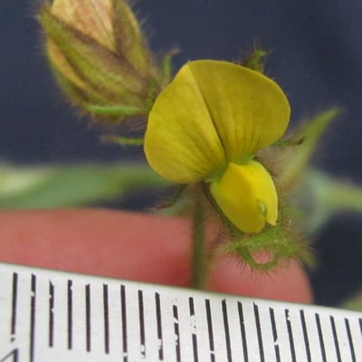 Crotalaria sagittalis — flower