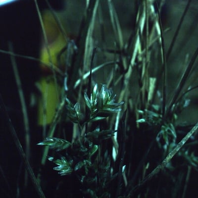 Poa fendleriana — habit