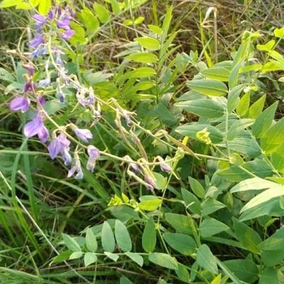 Galega orientalis — flower
