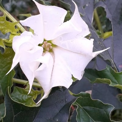 Datura stramonium — flower
