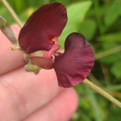 Macroptilium atropurpureum — flower