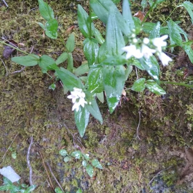 Houstonia purpurea — flower