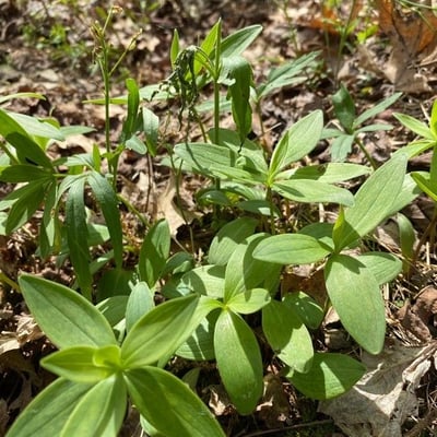 Galium circae — leaf