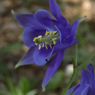 Aquilegia vulgaris — flower