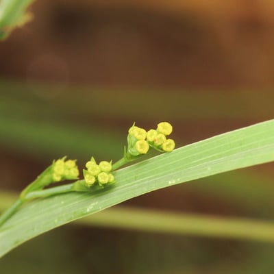 Bupleurum praealtum — flower