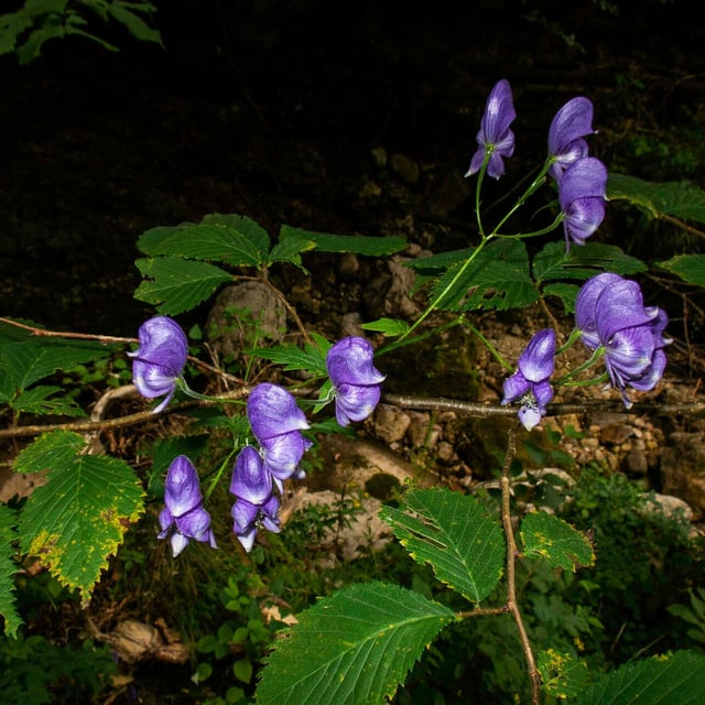 Aconitum variegatum — flower