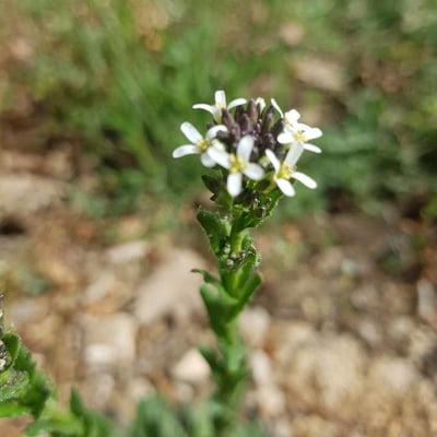 Arabis planisiliqua — flower