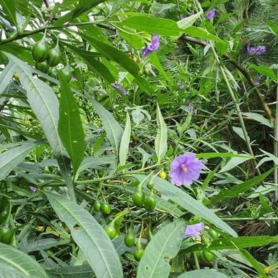 Solanum laciniatum — flower