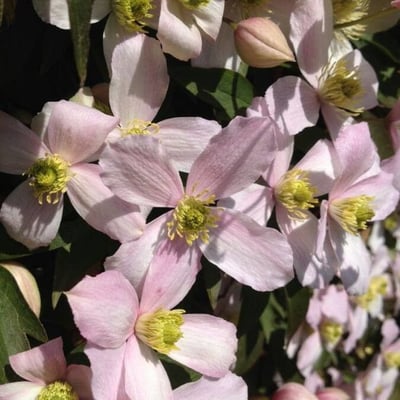 Clematis montana — flower