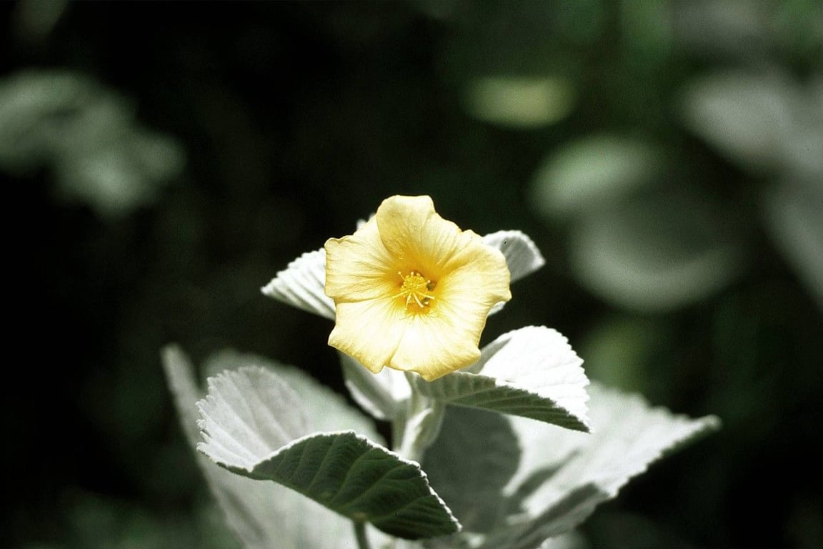 Yellow âilima