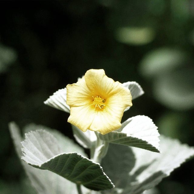 Yellow âilima