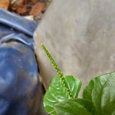 Peperomia pellucida — flower