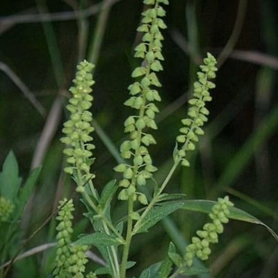 Ambrosia psilostachya — flower