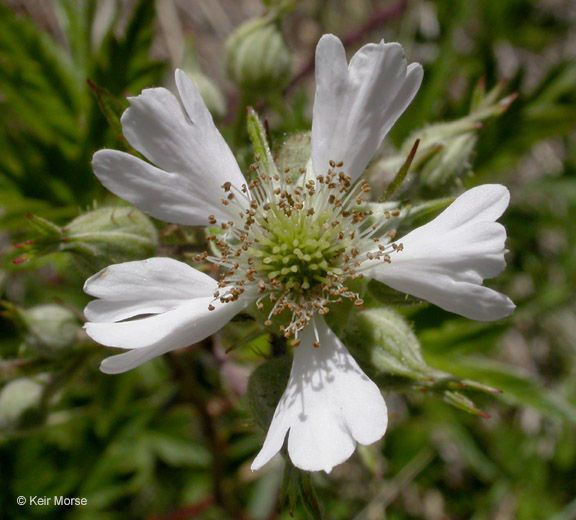 Cutleaf blackberry