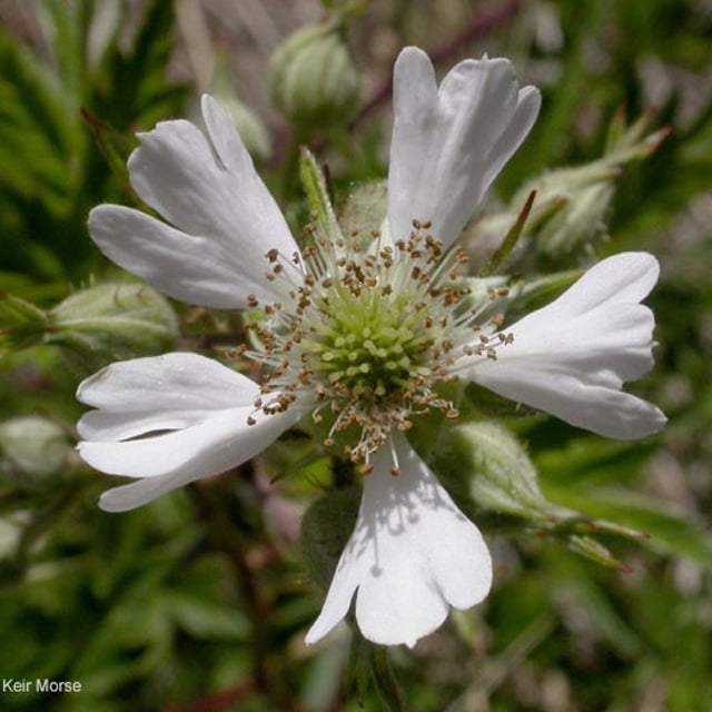 Rubus laciniatus — flower