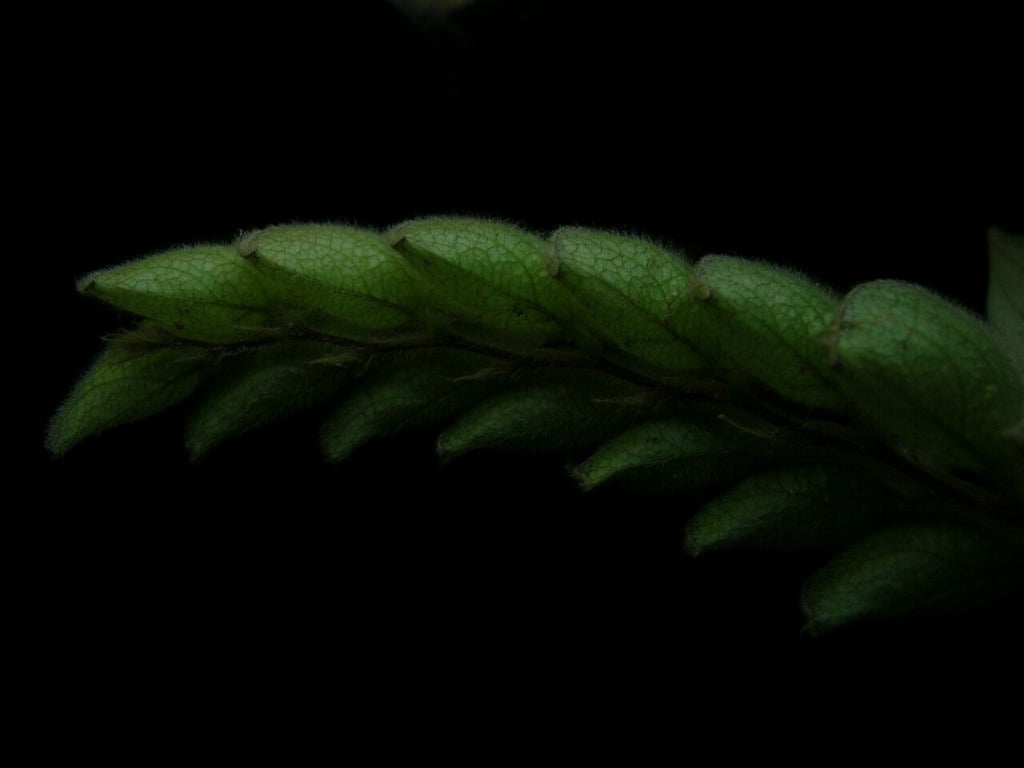 Wild hops