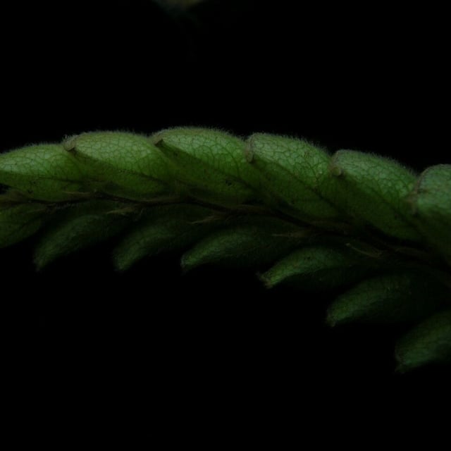 Wild hops