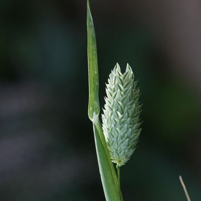 Phalaris minor — flower