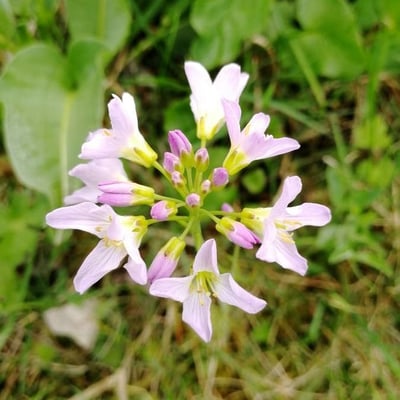 Cardamine raphanifolia — flower