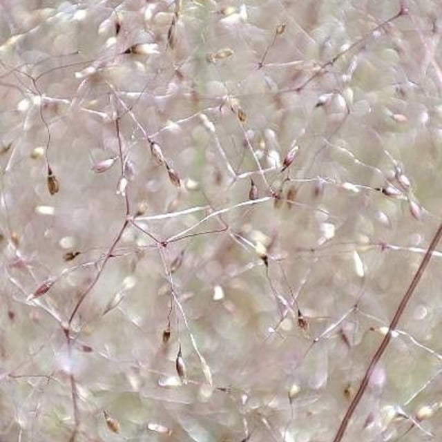Aira elegantissima — flower