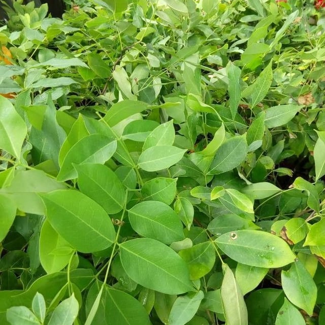 Afzelia africana — leaf