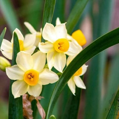 Narcissus tazetta — flower