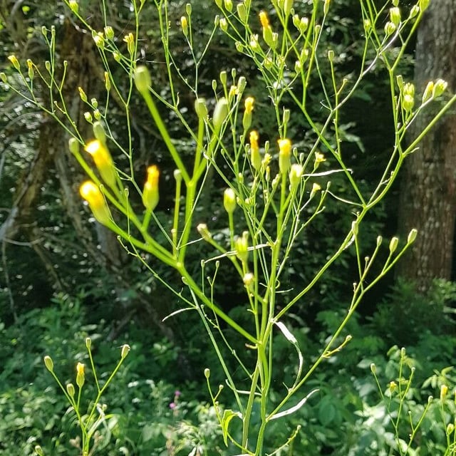 Crepis pulchra — flower