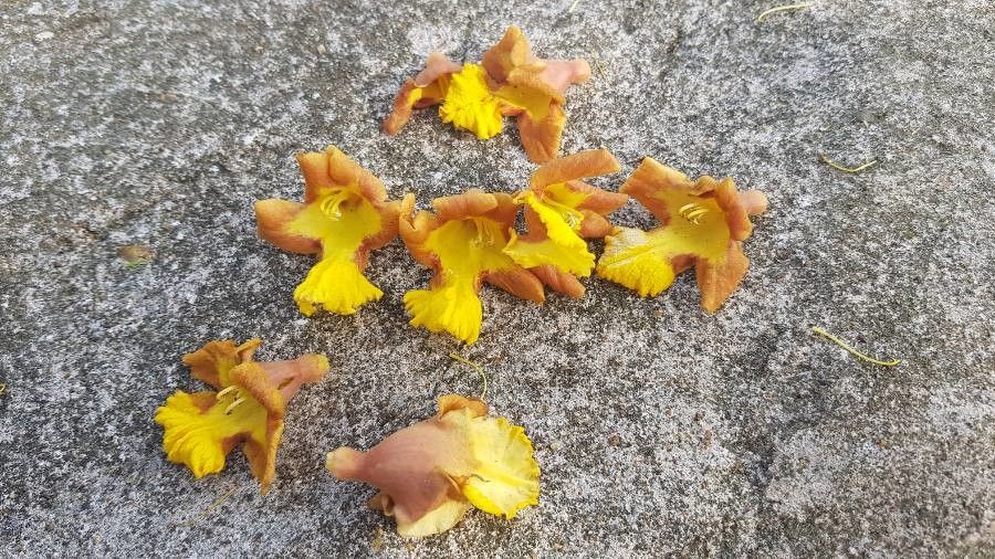 Malay bush-beech