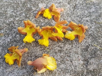 Malay bush-beech