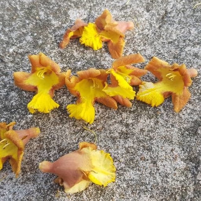 Malay bush-beech