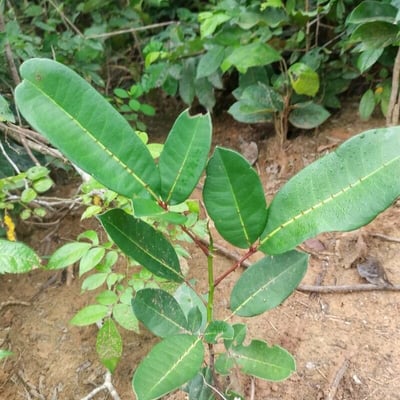 Zanthoxylum zanthoxyloides — leaf